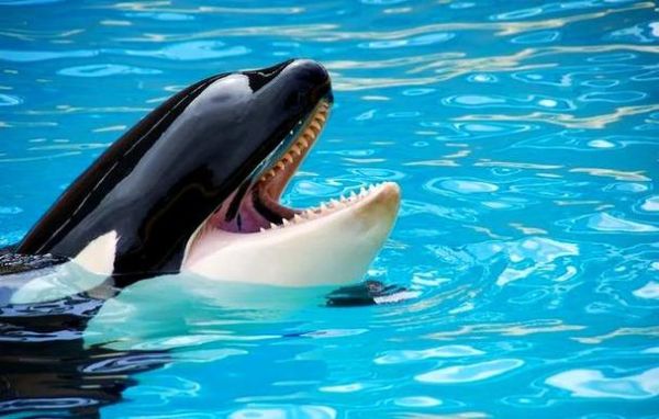 梦到虎鲸是什么意思_梦到虎鲸预示什么