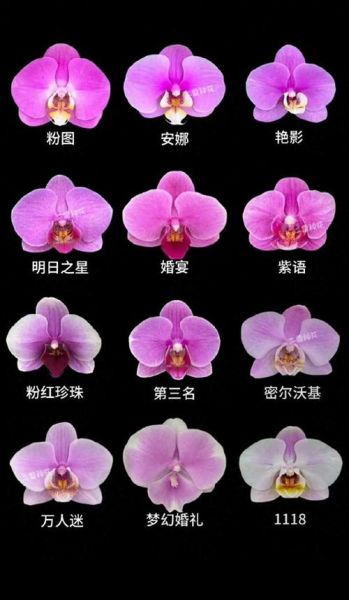 蝴蝶兰花图片大全大图_如何挑选高清品种图