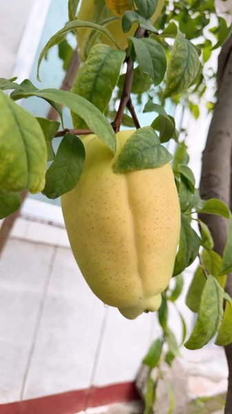 木瓜图片大全大图_木瓜高清图片哪里找