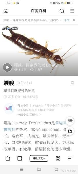 有毒的虫子图片大全_哪些虫子最致命