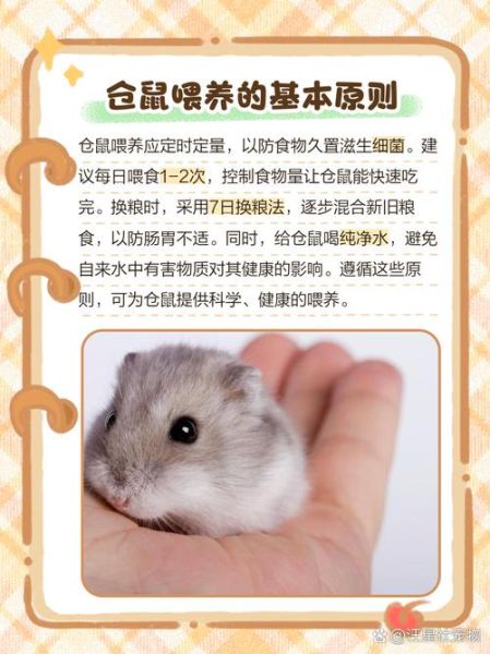 仓鼠宝宝怎么养_仓鼠宝宝吃什么