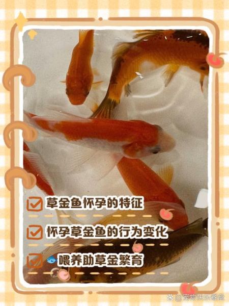 孕妇梦到金鱼是什么意思_胎梦预示男女吗