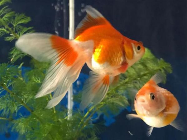 孕妇梦到金鱼是什么意思_胎梦预示男女吗