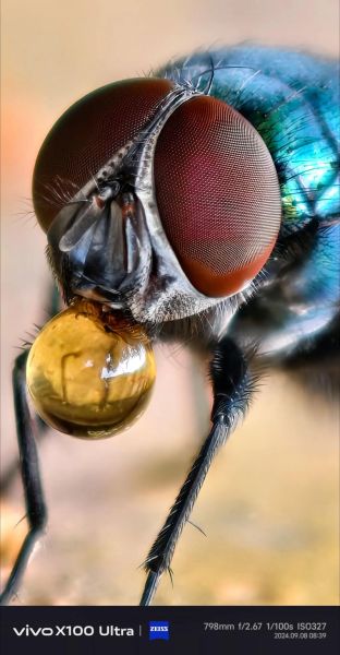 苍蝇图片大全大图_如何分辨常见苍蝇种类