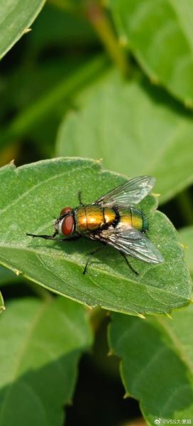 苍蝇图片大全大图_如何分辨常见苍蝇种类