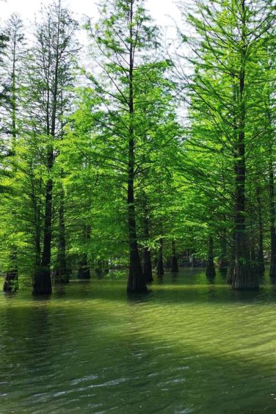 水杉图片大全_水杉树高清图怎么拍