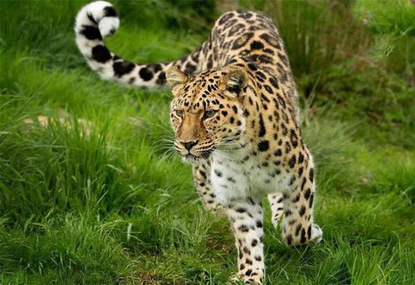 梦到豹子是什么意思_梦见豹子追我什么预兆