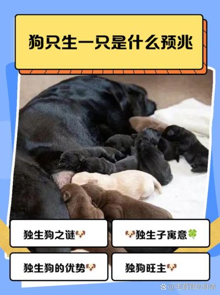 梦到生小狗是什么意思_梦到生小狗预示什么