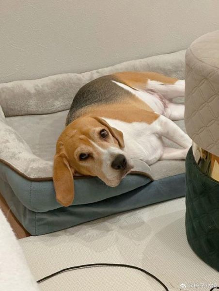 梦到生小狗是什么意思_梦到生小狗预示什么