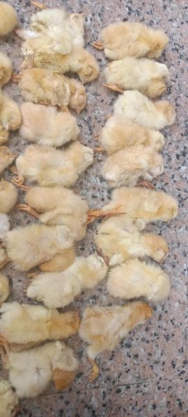 梦到小鸡是什么意思_梦见小鸡的预兆