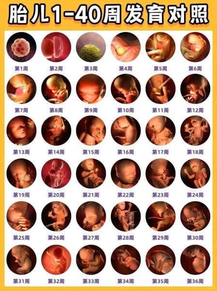 怀孕四个月宝宝有多大_四个月胎儿发育指标