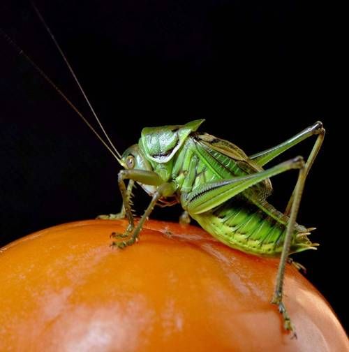 梦到蝈蝈是什么意思_蝈蝈在梦里象征什么