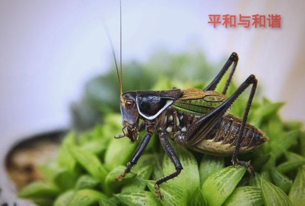 梦到蝈蝈是什么意思_蝈蝈在梦里象征什么