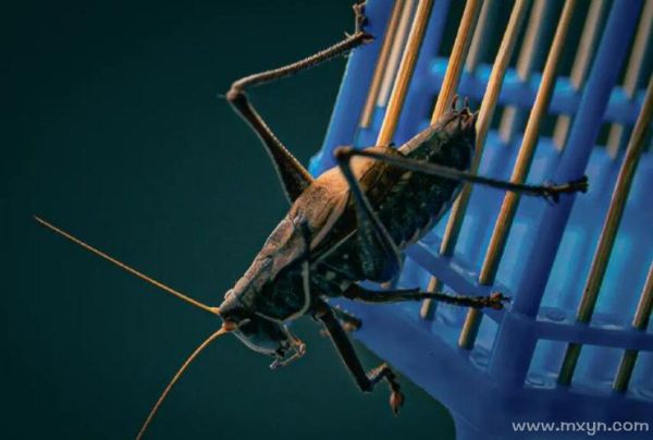 梦到蝈蝈是什么意思_蝈蝈在梦里象征什么