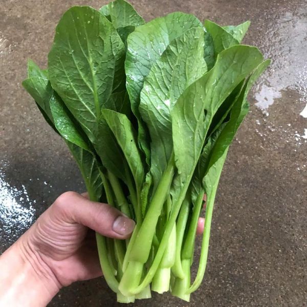 青菜图片大全大图_如何挑选新鲜青菜