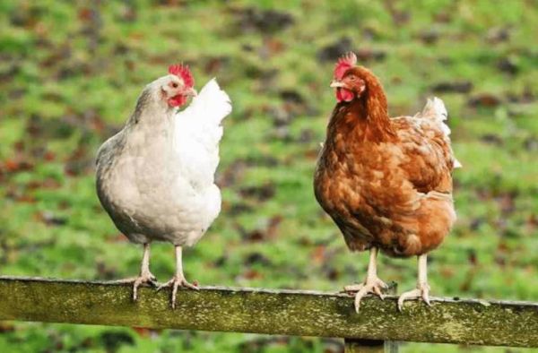 梦到野鸡是什么意思_梦见野鸡预示什么