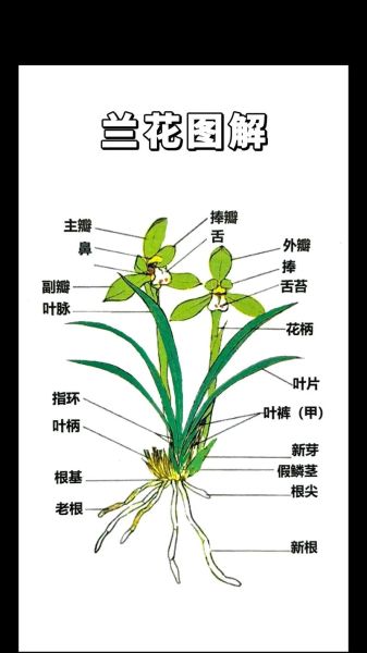兰花图片大全_如何识别名贵品种