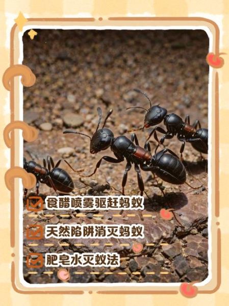 梦到很多蚂蚁是什么意思_蚂蚁成群爬上身怎么解