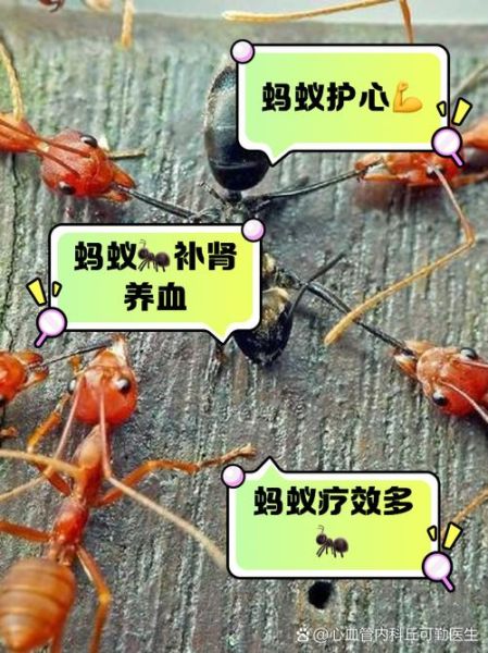 梦到很多蚂蚁是什么意思_蚂蚁成群爬上身怎么解