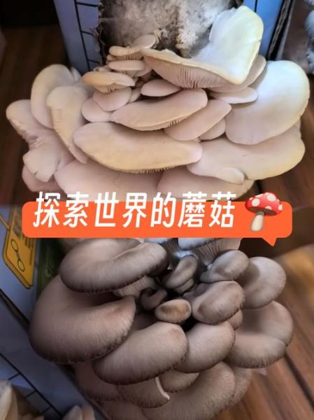 梦到香菇是什么意思_梦见香菇预示什么