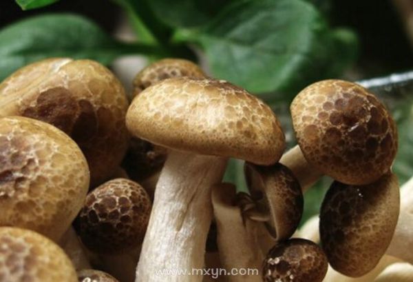 梦到香菇是什么意思_梦见香菇预示什么