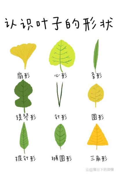 树叶种类有哪些_树叶图片大全怎么找