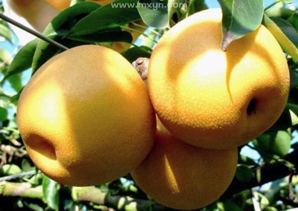 梦到摘梨吃是什么意思_孕妇梦见摘梨吃好吗