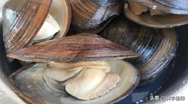 梦到河蚌是什么意思_梦见河蚌预示什么