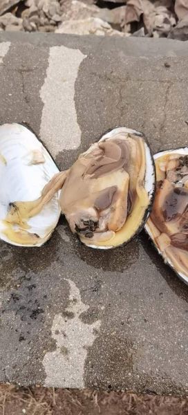 梦到河蚌是什么意思_梦见河蚌预示什么