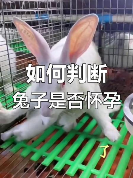 孕妇梦到小白兔是什么意思_胎梦预示男女准吗