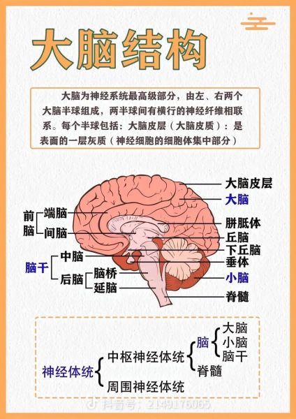 大脑结构图怎么画_大脑图片大全有哪些