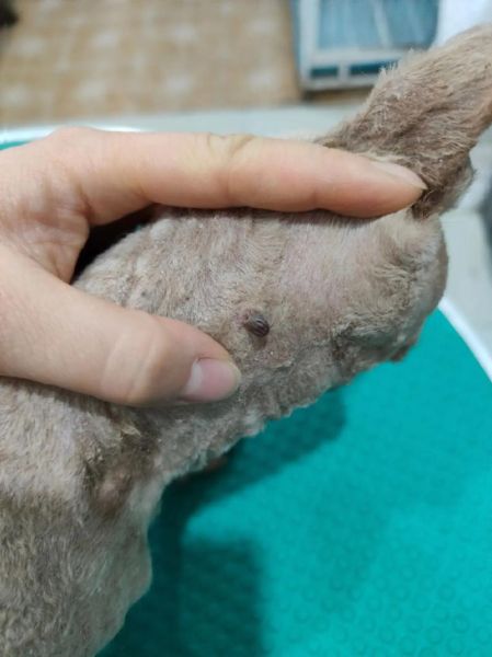 蜱虫长什么样子_蜱虫图片大全怎么辨别