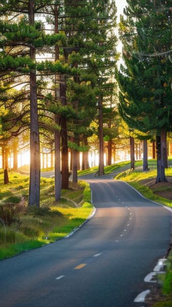 树林图片大全_如何挑选高清壁纸