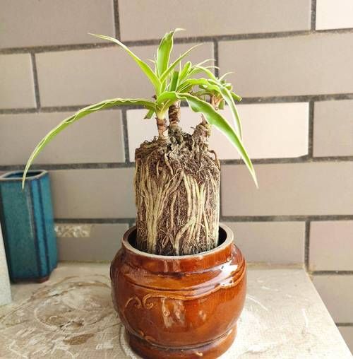 吊兰图片大全_吊兰怎么养才旺盛