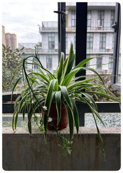 吊兰图片大全_吊兰怎么养才旺盛