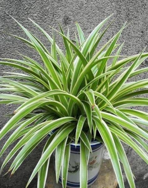 吊兰图片大全_吊兰怎么养才旺盛