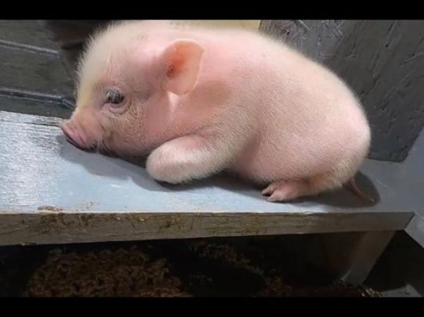 猪猪图片大全哪里找_可爱猪猪高清图怎么下载