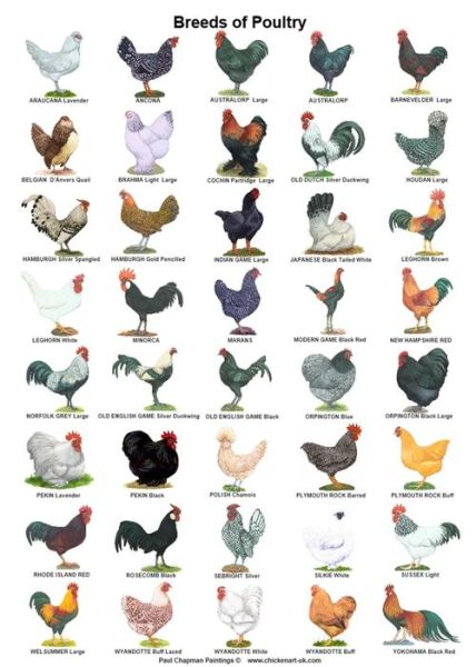 鸡图片大全哪里找_鸡品种图片怎么分辨