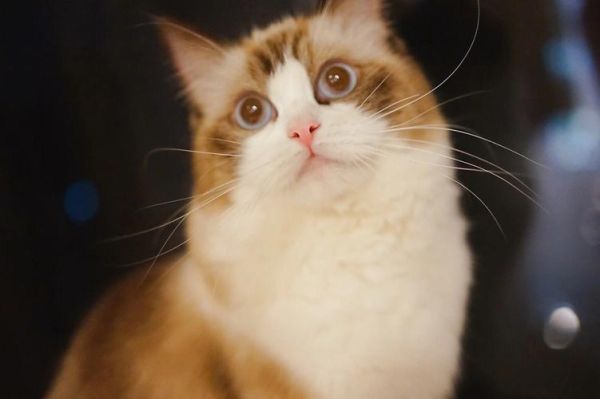 小猫图片大全可爱_如何挑选萌翻天的猫咪壁纸