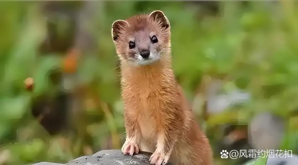 黄鼠狼图片大全_黄鼠狼长什么样