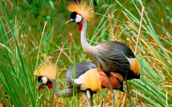 动物世界图片大全大图_高清动物壁纸哪里找