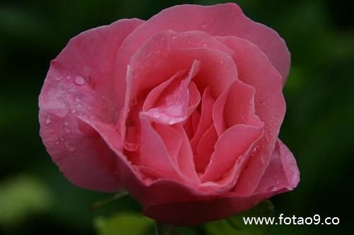 女人梦到在树下捡核桃_周公解梦准吗