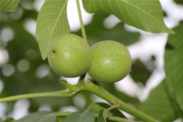 女人梦到在树下捡核桃_周公解梦准吗