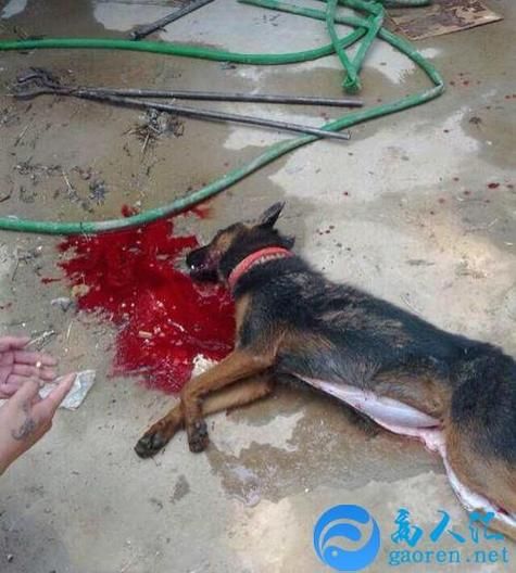 孕妇梦到小狗是什么意思_孕妇梦见小狗生男生女