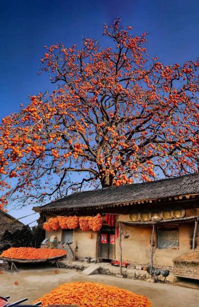 柿子树图片大全_柿子树品种有哪些