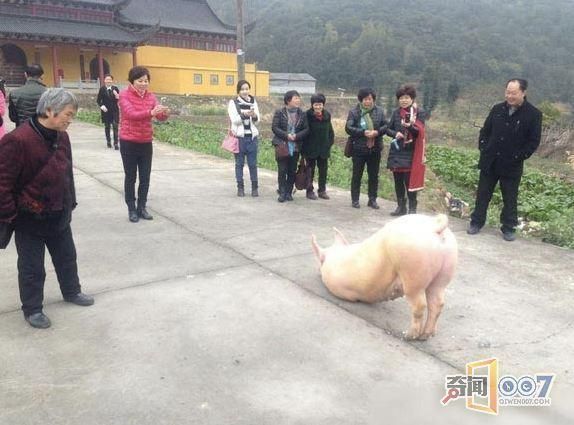 梦到猪跑了是什么意思_梦见猪跑了预示什么