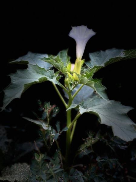 曼陀罗图片大全大图_曼陀罗花高清壁纸怎么选