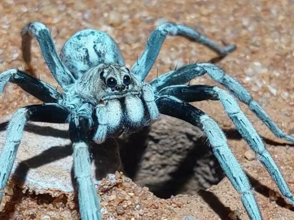 大蜘蛛图片大全_大蜘蛛有毒吗