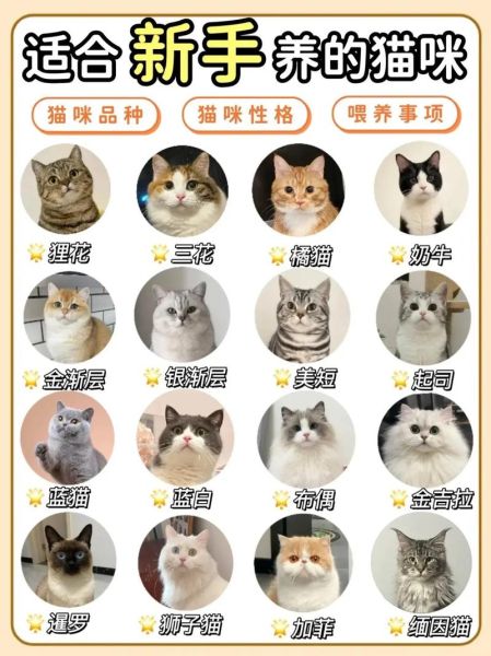 猫咪品种大全图片_如何挑选适合家养的猫