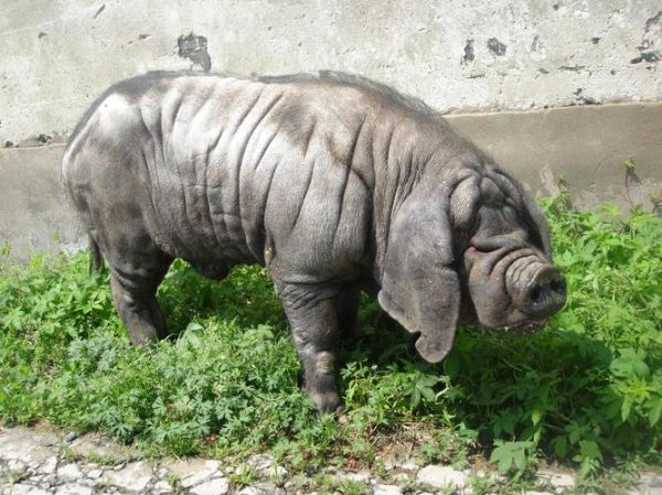 母猪图片大全_母猪品种有哪些